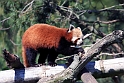 roed panda IMG_5034